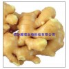供應(yīng)生姜提取物