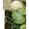 現(xiàn)貨供應鬼臼毒素Podophyllotoxin