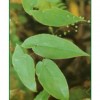 現(xiàn)貨供應(yīng)洋金花提取物/天麻提取物