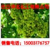 供應(yīng) 果樹抗旱保水劑