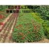 供應(yīng) 農(nóng)用抗旱保水劑，保濕劑等